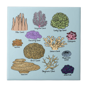 Azulejo De Cerâmica Tipos De Coral