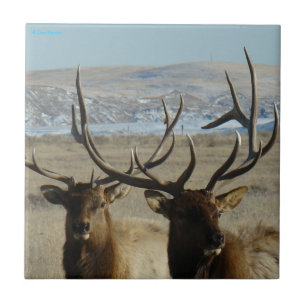 Azulejo De Cerâmica Tiro na Cabeça de E45 Bull Elk