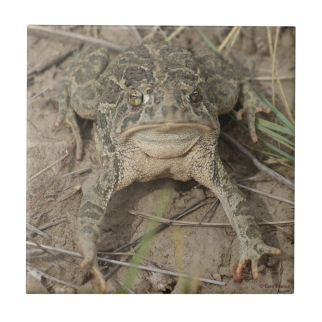 Azulejo De Cerâmica Toad R10 (Frente)