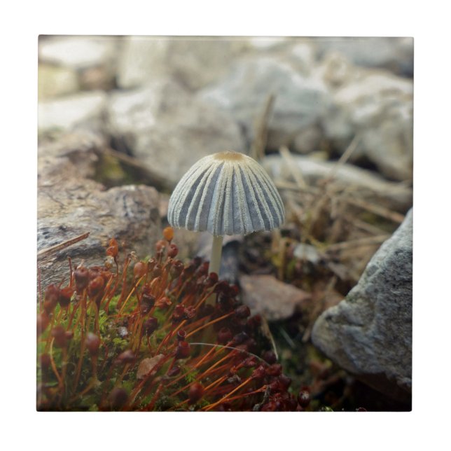Azulejo De Cerâmica Toadstool pequenina (Frente)