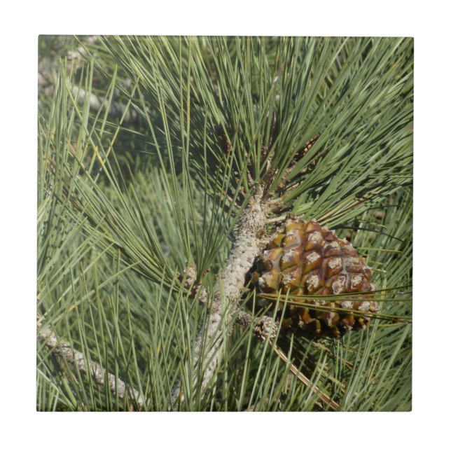 Azulejo De Cerâmica Torrey Pine Closeup California Botanical (Frente)