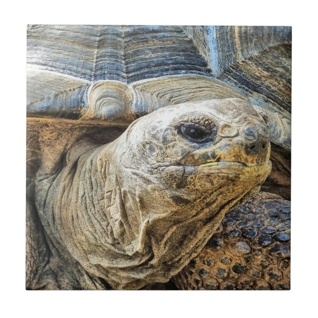 AZULEJO DE CERÂMICA  TORTOISE (Frente)