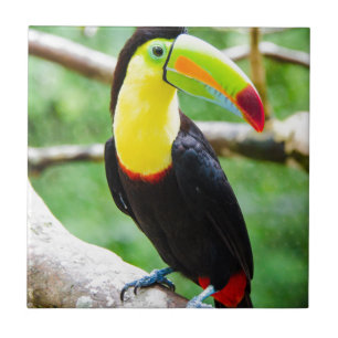 Azulejo De Cerâmica Toucan bonito