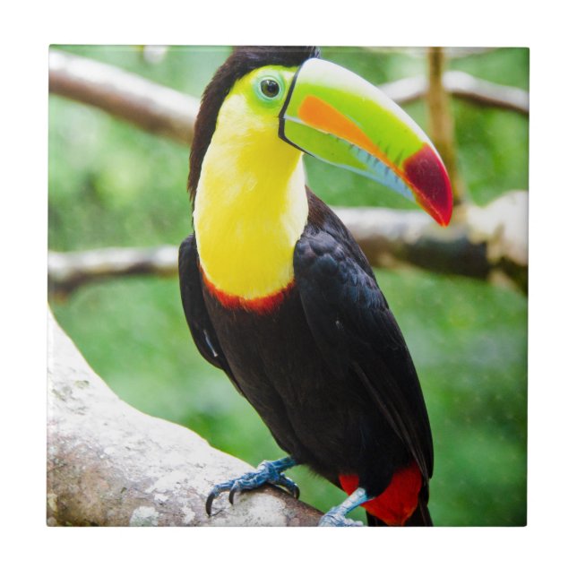 Azulejo De Cerâmica Toucan bonito (Frente)