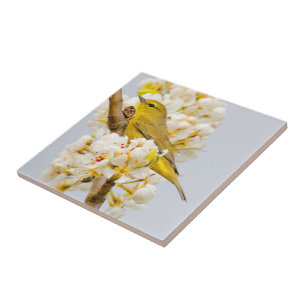 Azulejo De Cerâmica Toutinegra Alaranjado-Coroada entre as flores de