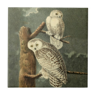 Azulejo De Cerâmica Trabalho de arte de Snowy Owl Audubon