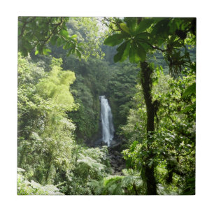 Azulejo De Cerâmica Traffic Falls Tropical RainForest Fotografia
