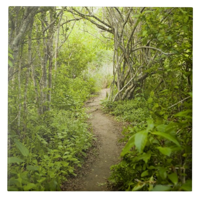 Azulejo De Cerâmica Trajeto através da floresta (Frente)
