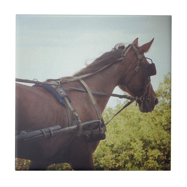 Azulejo De Cerâmica Transporte de Cavalos Desenhados (Frente)