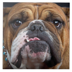 Azulejo De Cerâmica Travesseiro decorativo Inglês