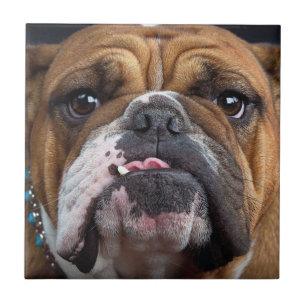 Azulejo De Cerâmica Travesseiro decorativo Inglês Bulldog