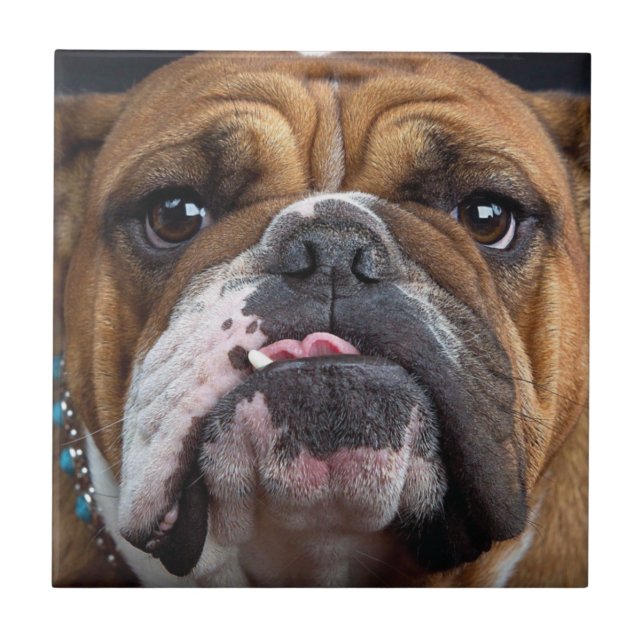 Azulejo De Cerâmica Travesseiro decorativo Inglês Bulldog (Frente)