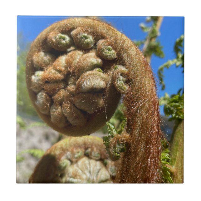 Azulejo De Cerâmica Tree Fern Frond (Frente)