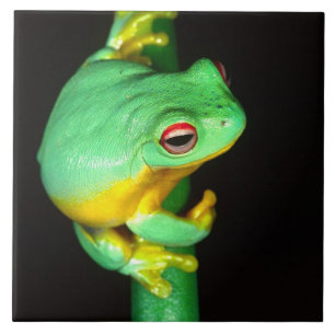 Azulejo De Cerâmica Treefrog de Olhos Vermelhos australiano, Litoria c