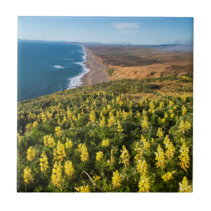 Azulejo De Cerâmica Tremoceiro Amarelo Acima da Praia de Point Reyes E