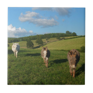 Azulejo De Cerâmica Três burros em uma fotografia de campo
