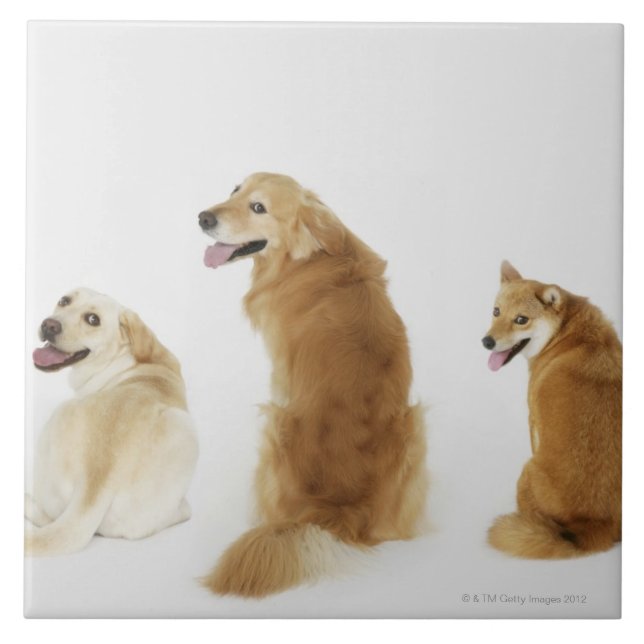 Azulejo De Cerâmica Três cães que olham a câmera (Frente)