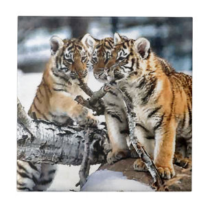 Azulejo De Cerâmica Três Cubos De Tigre Em Jogo