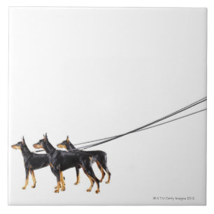 Azulejo De Cerâmica Três Dobermans na trela