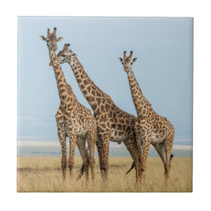 Azulejo De Cerâmica Três girafas posando