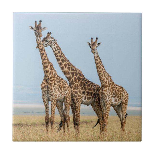 Azulejo De Cerâmica Três girafas posando (Frente)