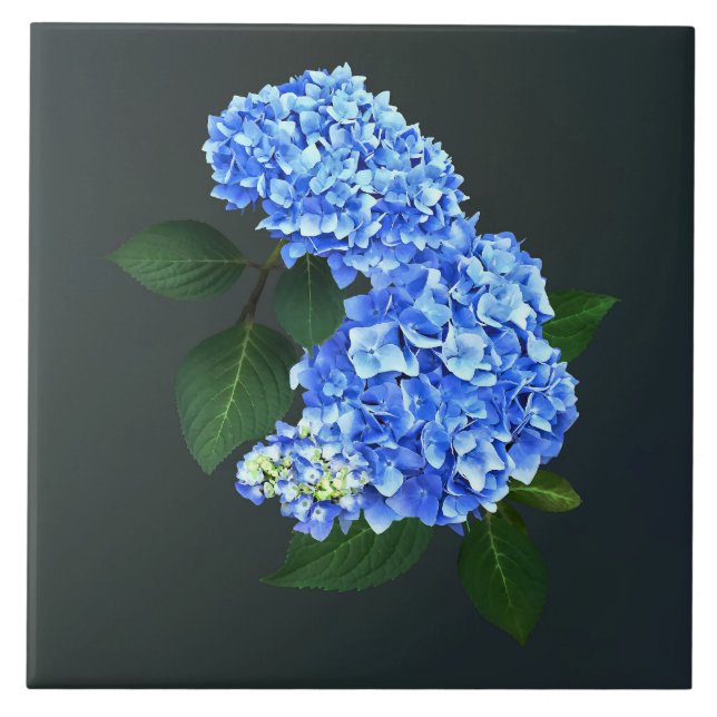 Azulejo De Cerâmica Três Hydrangea Azul (Frente)