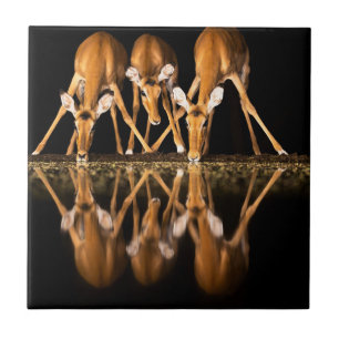 Azulejo De Cerâmica Três impalas bebem juntos à noite