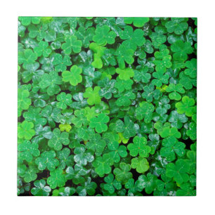 Azulejo De Cerâmica Trevo-de-quatro-folhas na Primavera