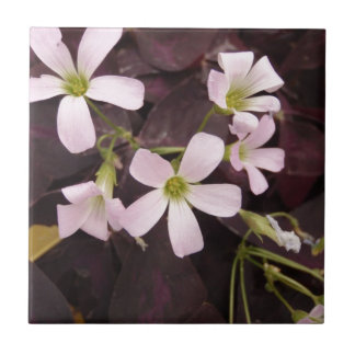 Azulejo De Cerâmica Trevo falso Oxalis Triangularis