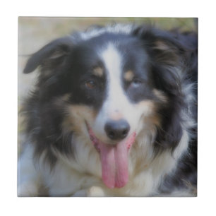 Azulejo De Cerâmica Tri border collie colorido animal