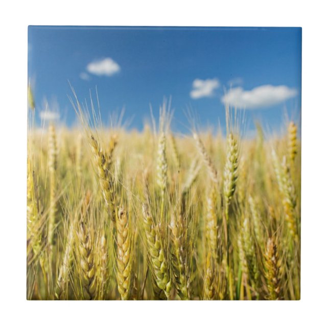 Azulejo De Cerâmica Trigo de Kansas (Frente)