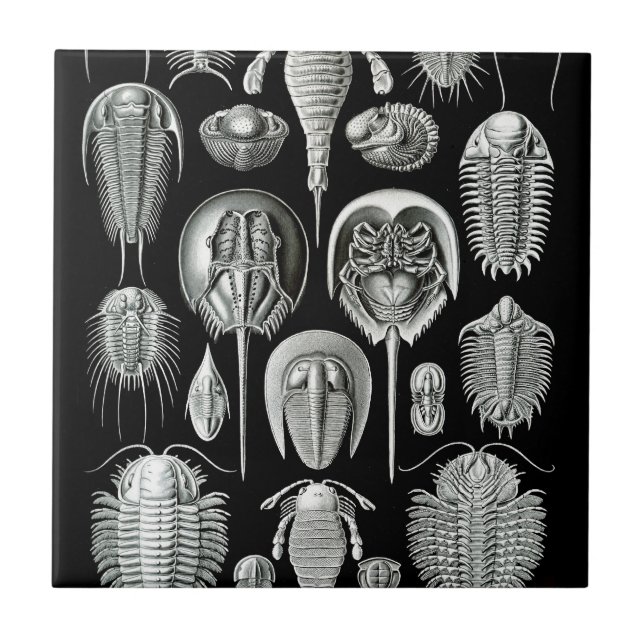 Azulejo De Cerâmica Trilobites e fósseis em preto e branco (Frente)