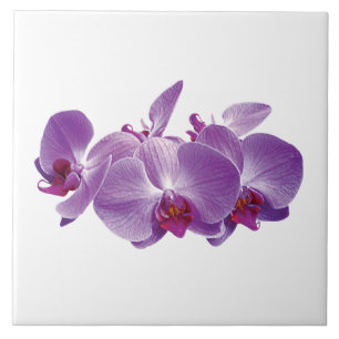 Azulejo De Cerâmica Trio de Orquídea Roxa