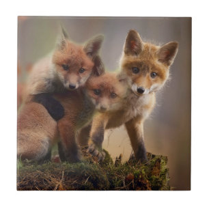 Azulejo De Cerâmica Tripletes Foxy