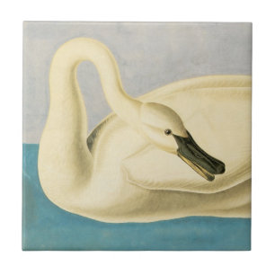 Azulejo De Cerâmica Trompeter Swan por John James Audubon, Vintage Bir