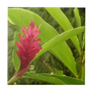 Azulejo De Cerâmica Tropical de Flor Vermelho Ginger (Alpinia)