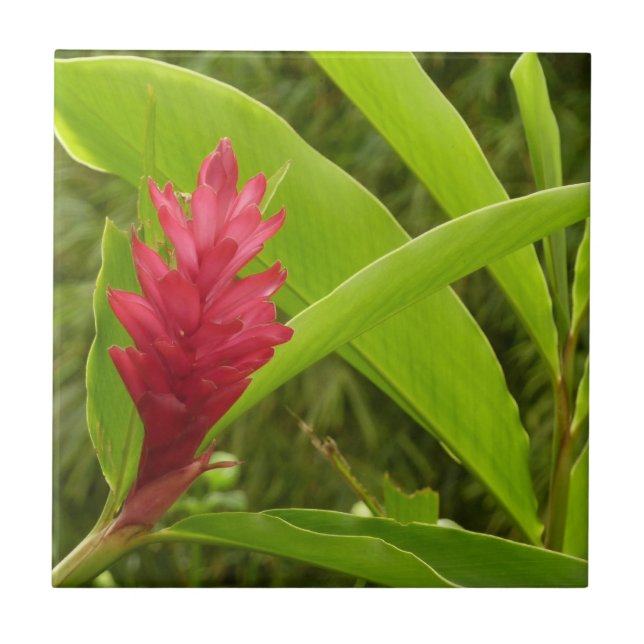 Azulejo De Cerâmica Tropical de Flor Vermelho Ginger (Alpinia) (Frente)