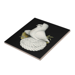 Azulejo De Cerâmica Trumpeter Pigeon White