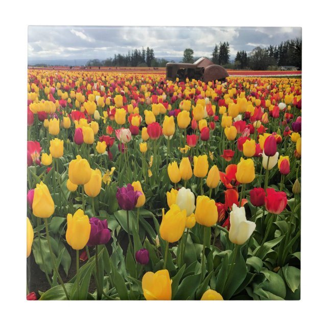 Azulejo De Cerâmica Tulip Field com Old Trator, Oregon (Frente)