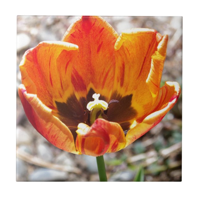 Azulejo De Cerâmica Tulipa alaranjada (Frente)