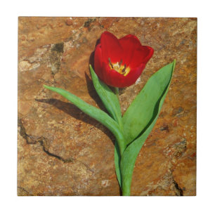 Azulejo De Cerâmica Tulipa Amarela e Vermelha