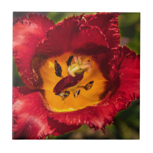 Azulejo De Cerâmica tulipa vermelha