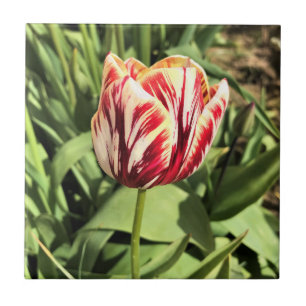 Azulejo De Cerâmica Tulipa Vermelha e Branca