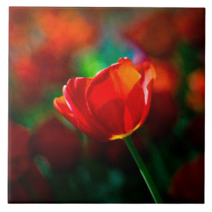 Azulejo De Cerâmica Tulipa vermelha - mistério da florescência