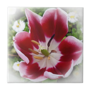 Azulejo De Cerâmica tulipa vermelha viva