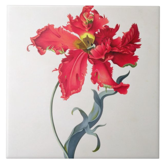 Azulejo De Cerâmica Tulipa: Vermelho de Perroquet (Frente)