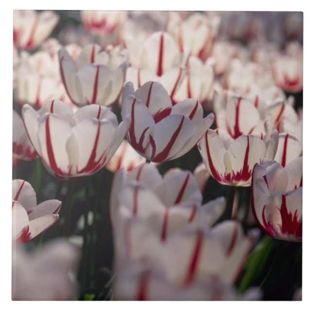 Azulejo De Cerâmica Tulipas (Frente)