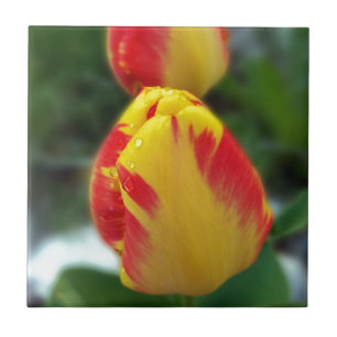 Azulejo De Cerâmica tulipas amarelas vermelhas