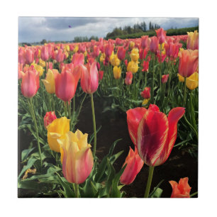 Azulejo De Cerâmica Tulipas bonito de Primavera em campo, Oregon