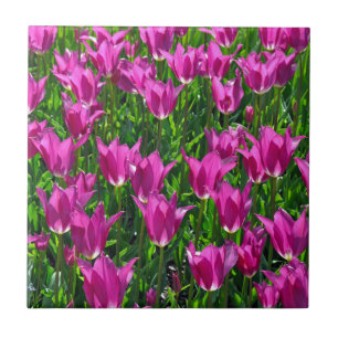 Azulejo De Cerâmica Tulipas de primavera púrpura
